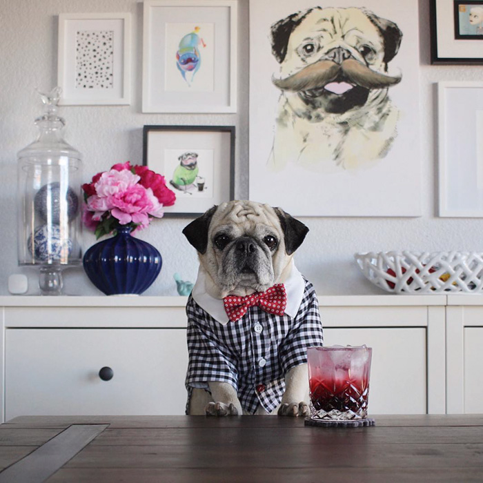 Cocktail Pug