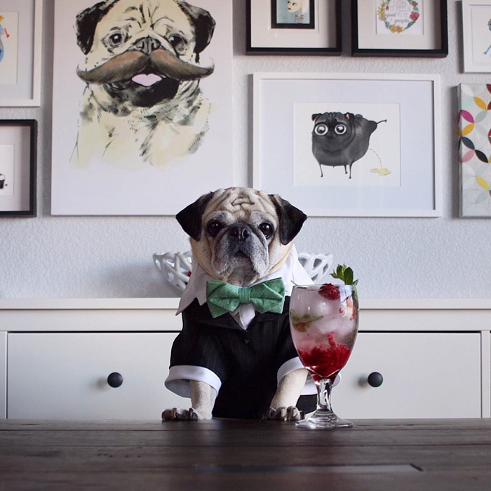 Cocktail Pug