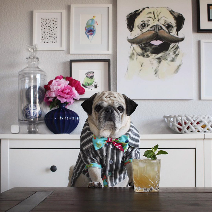 Cocktail Pug