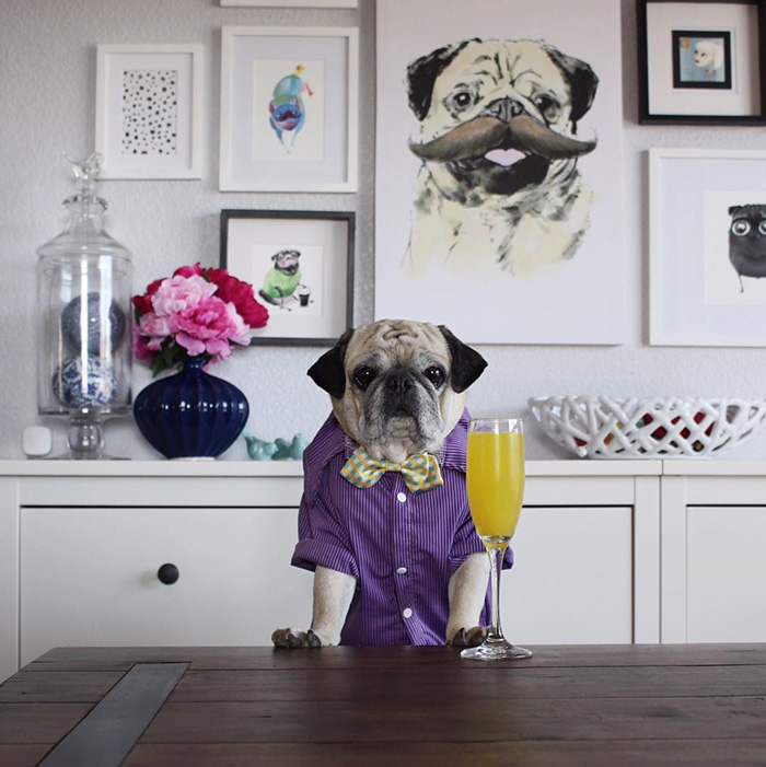 Cocktail Pug