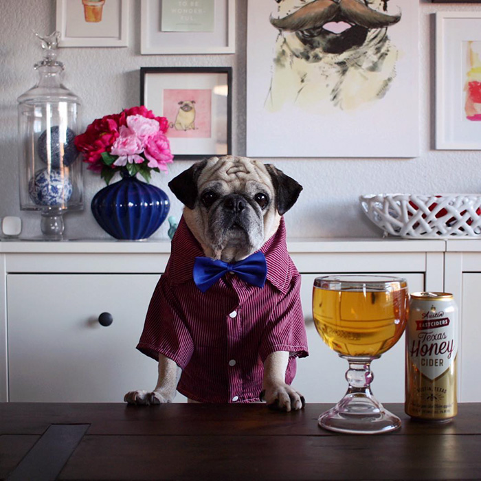 Cocktail Pug
