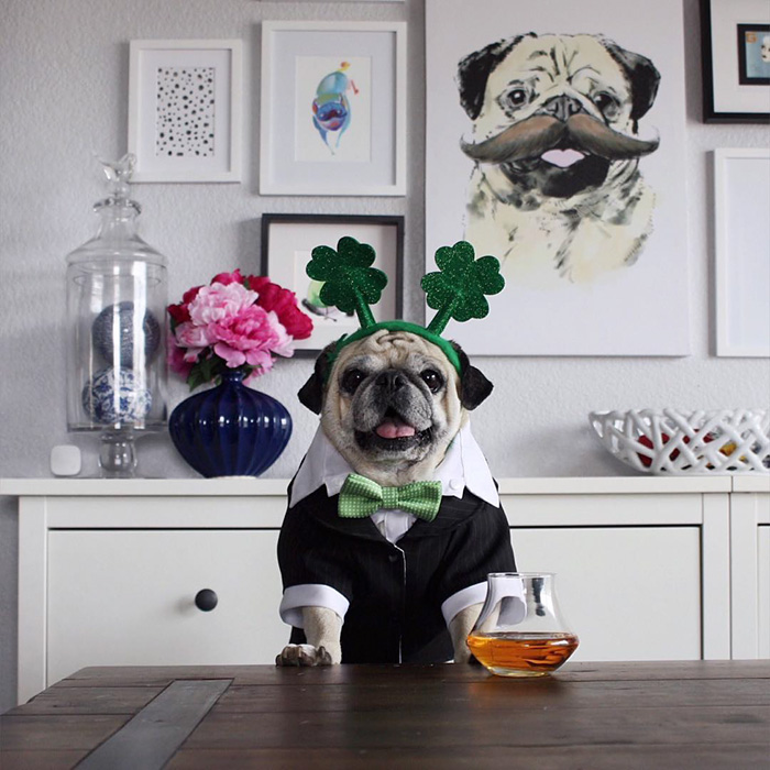 Cocktail Pug