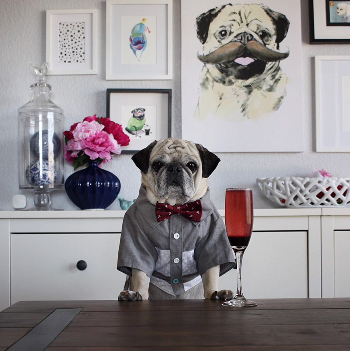 Cocktail Pug