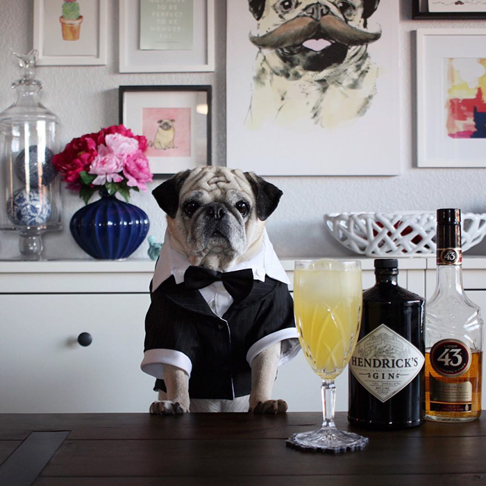 Cocktail Pug
