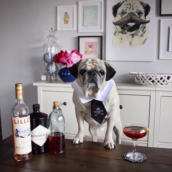 Cocktail Pug