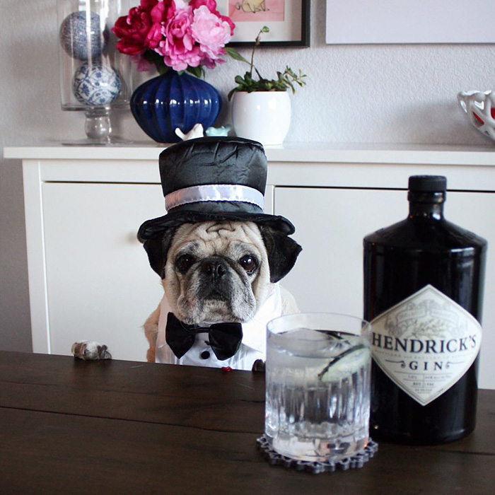 Cocktail Pug