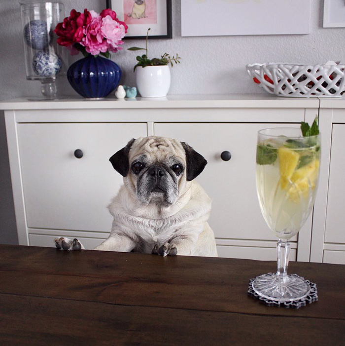 Cocktail Pug