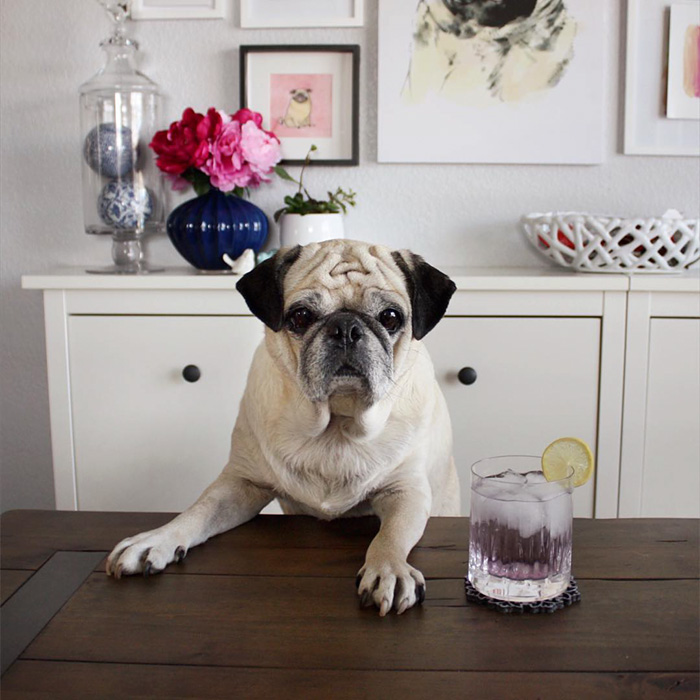 Cocktail Pug