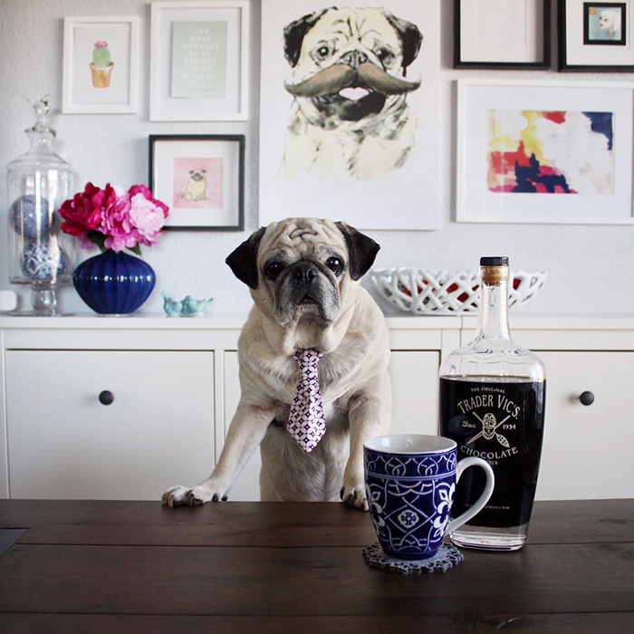Cocktail Pug
