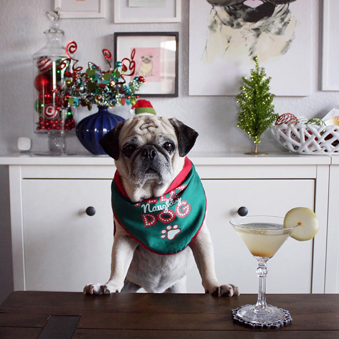 Cocktail Pug