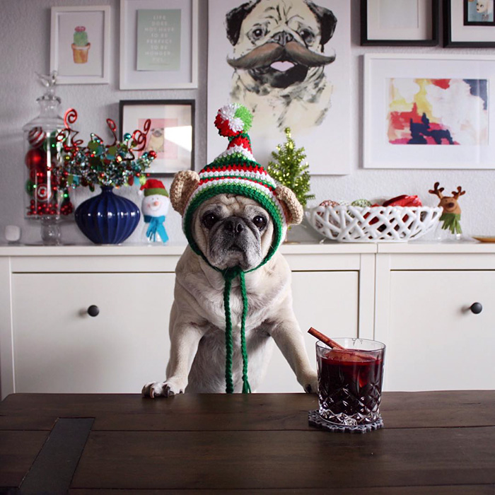 Cocktail Pug