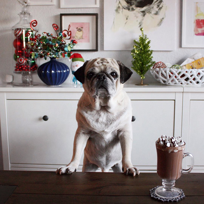 Cocktail Pug
