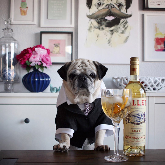 Cocktail Pug