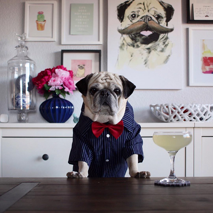 Cocktail Pug