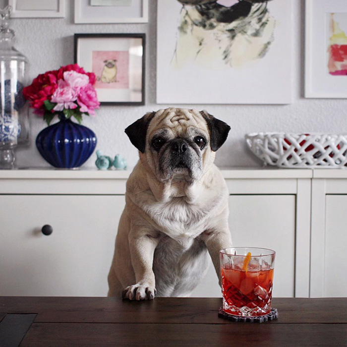 Cocktail Pug