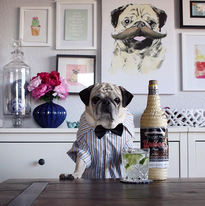 Cocktail Pug