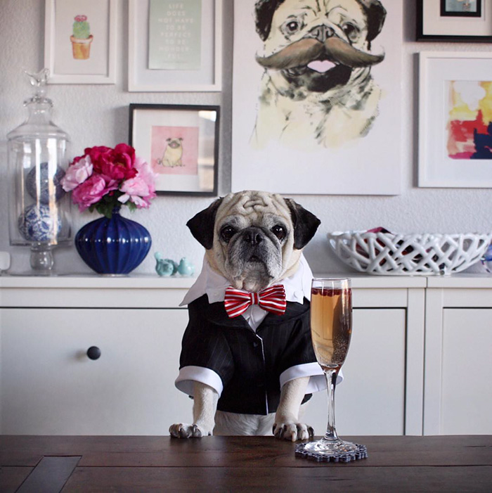 Cocktail Pug