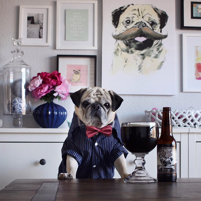 Cocktail Pug