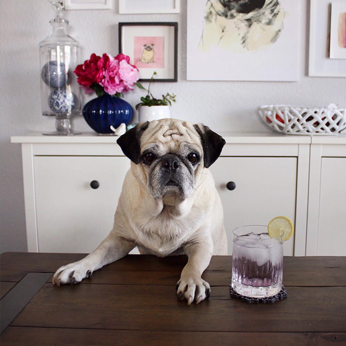 Cocktail Pug