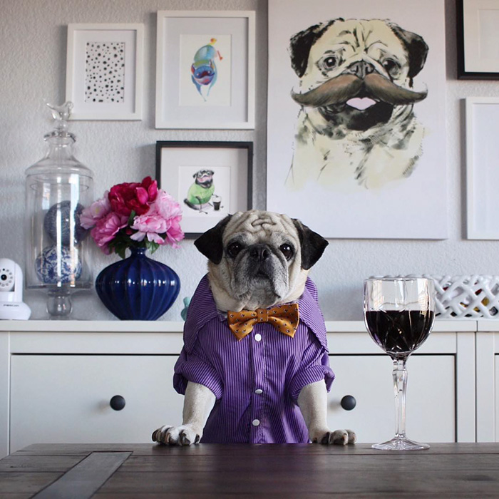 Cocktail Pug