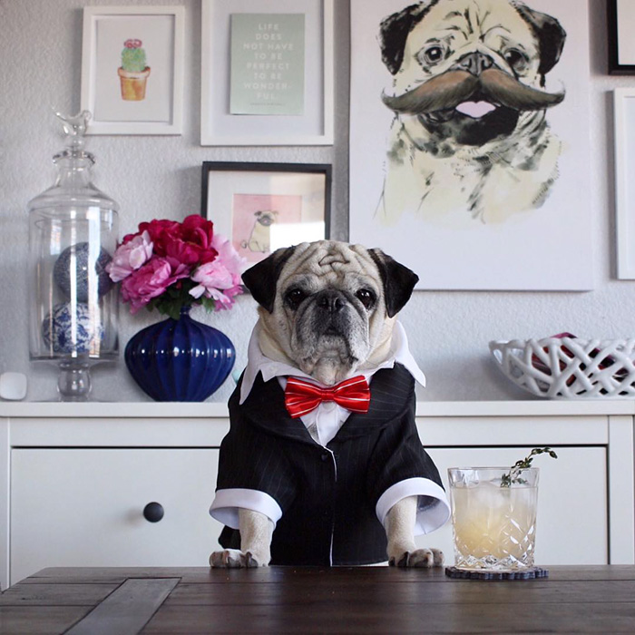 Cocktail Pug