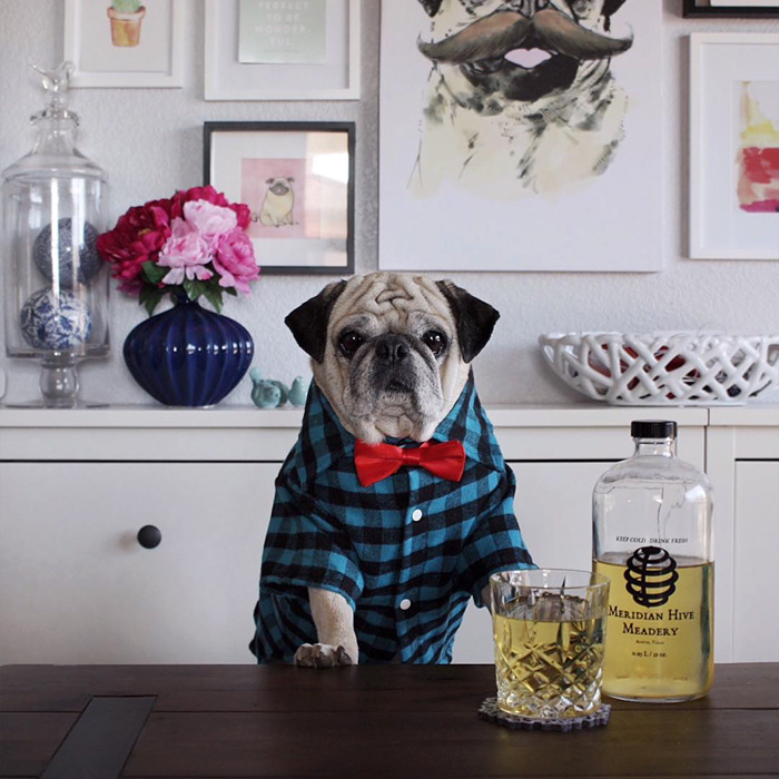 Cocktail Pug