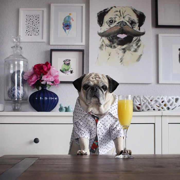Cocktail Pug