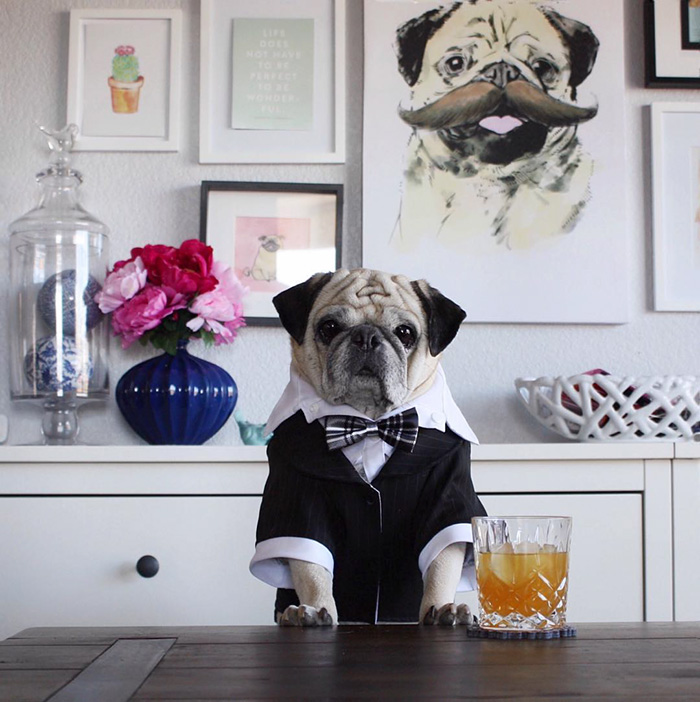 Cocktail Pug