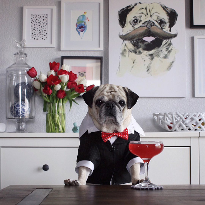 Cocktail Pug