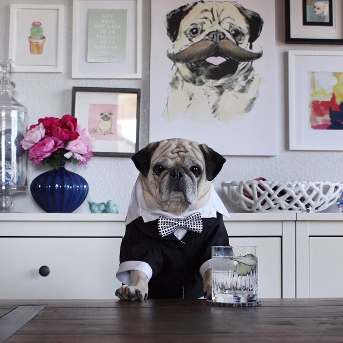 Cocktail Pug