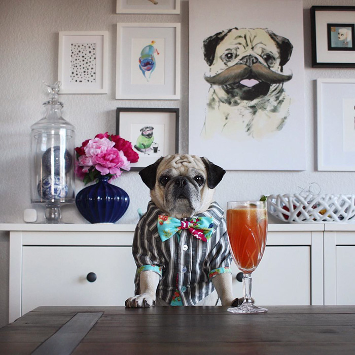 Cocktail Pug