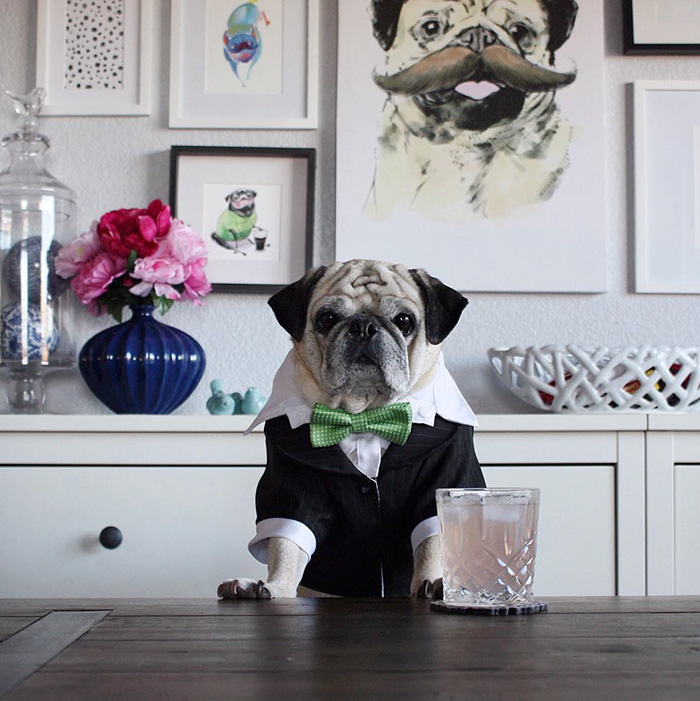 Cocktail Pug
