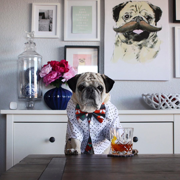 Cocktail Pug