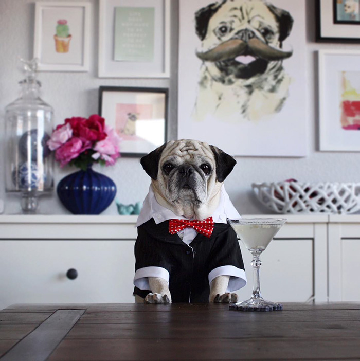 Cocktail Pug