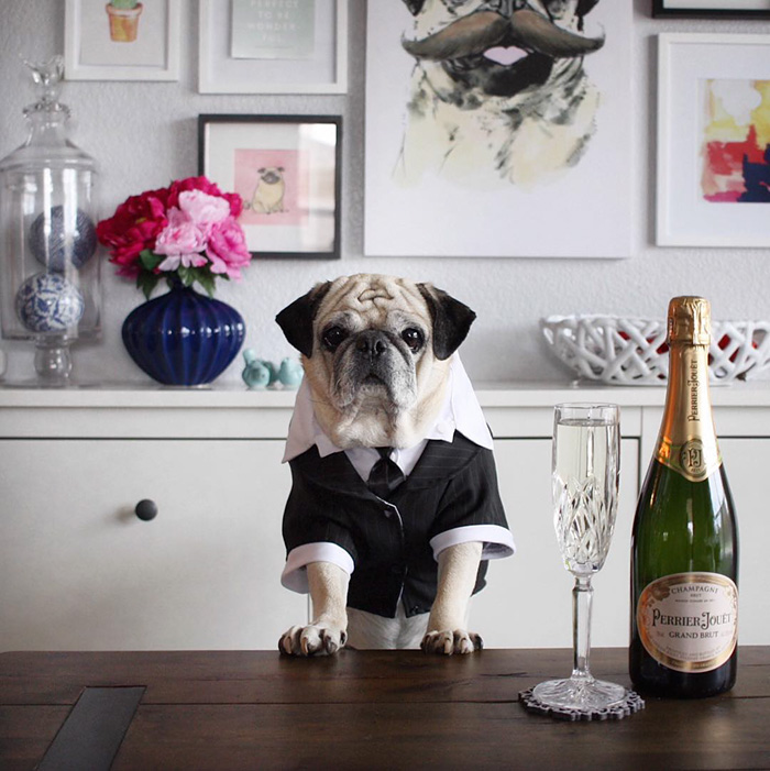 Cocktail Pug