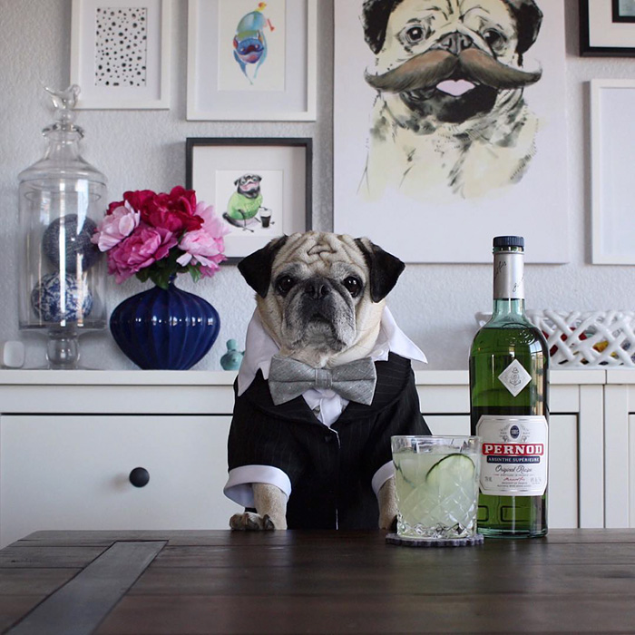 Cocktail Pug