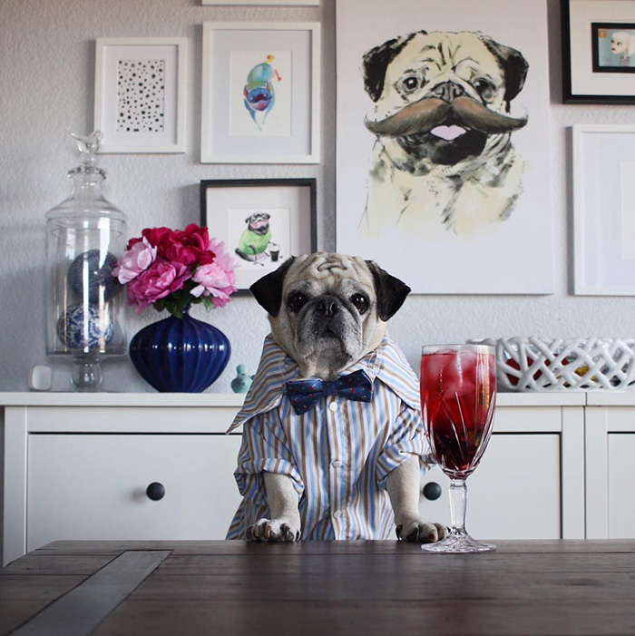 Cocktail Pug