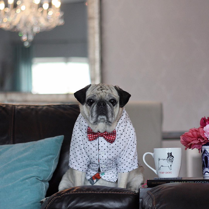 Cocktail Pug