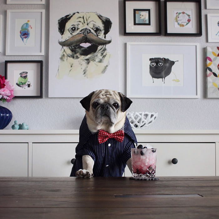 Cocktail Pug