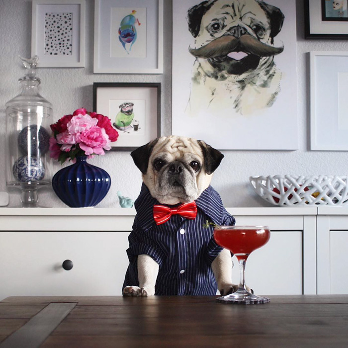 Cocktail Pug