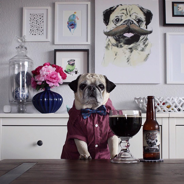 Cocktail Pug