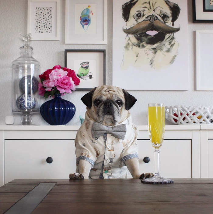 Cocktail Pug