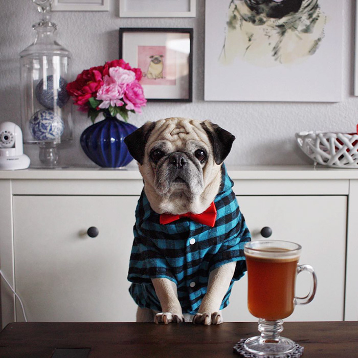 Cocktail Pug
