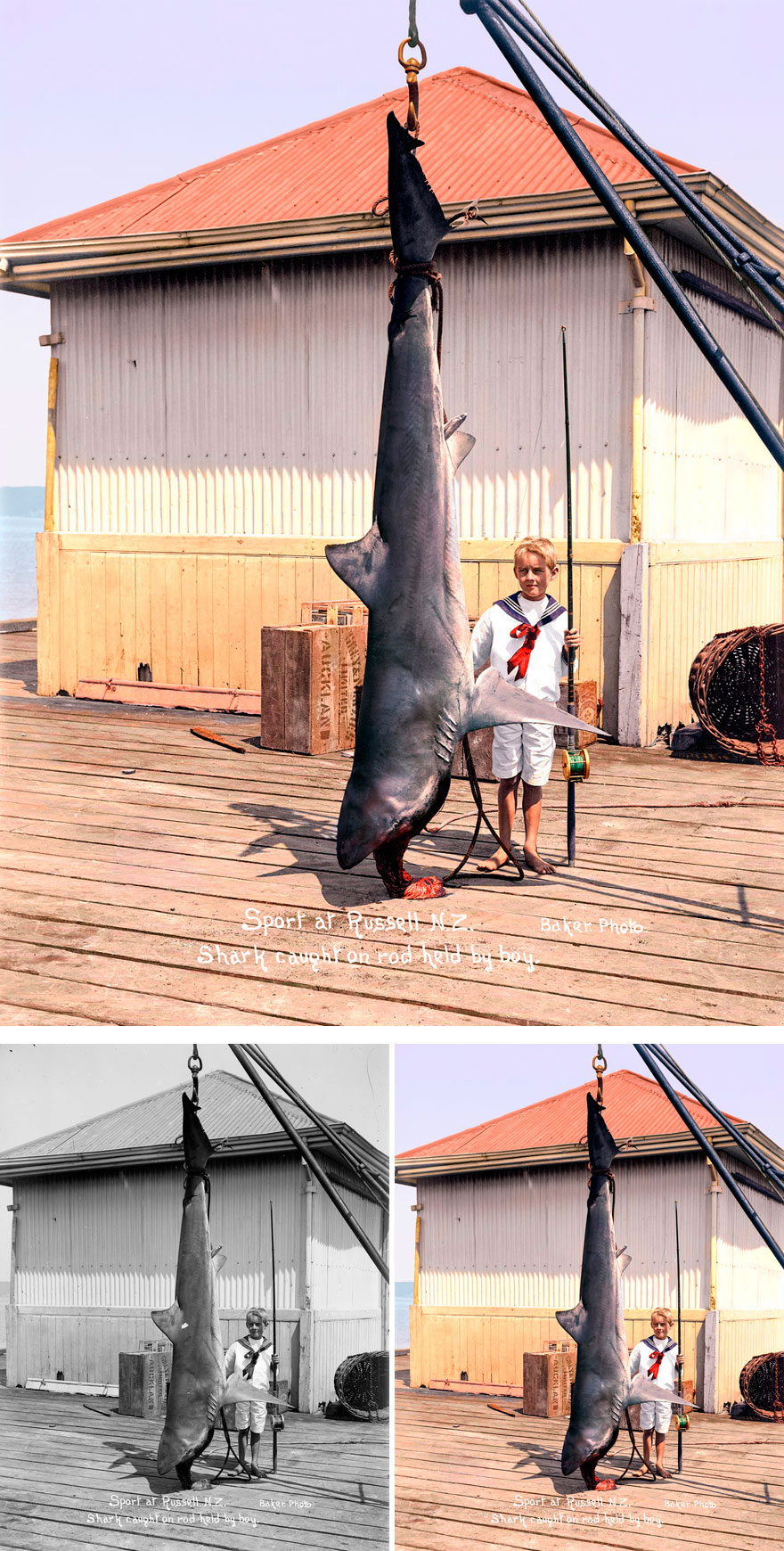 Shark Caught At Russell, 1915