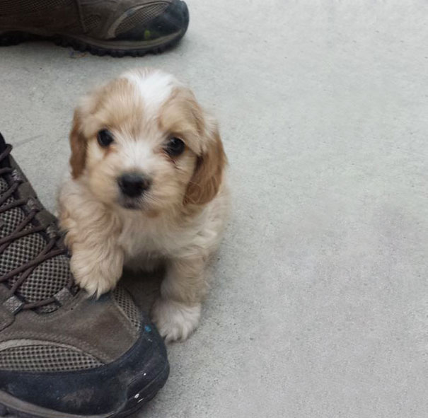 My Aunt's New Puppy Was Too Cute Not To Share On Here. His Name Is Bob Barker
