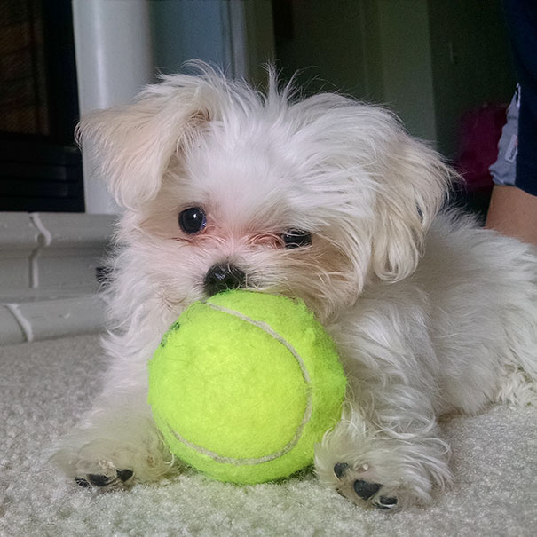 I'm Puppysitting This Thing