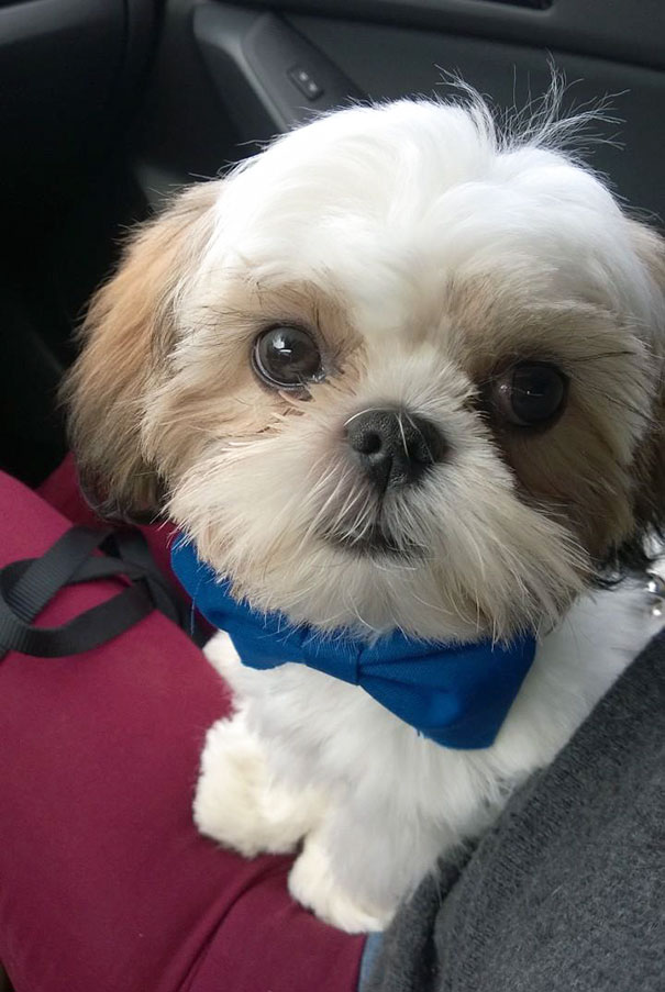 Super Cute Tiny Puppy On My Lap, Derp Eye, Bow Tie