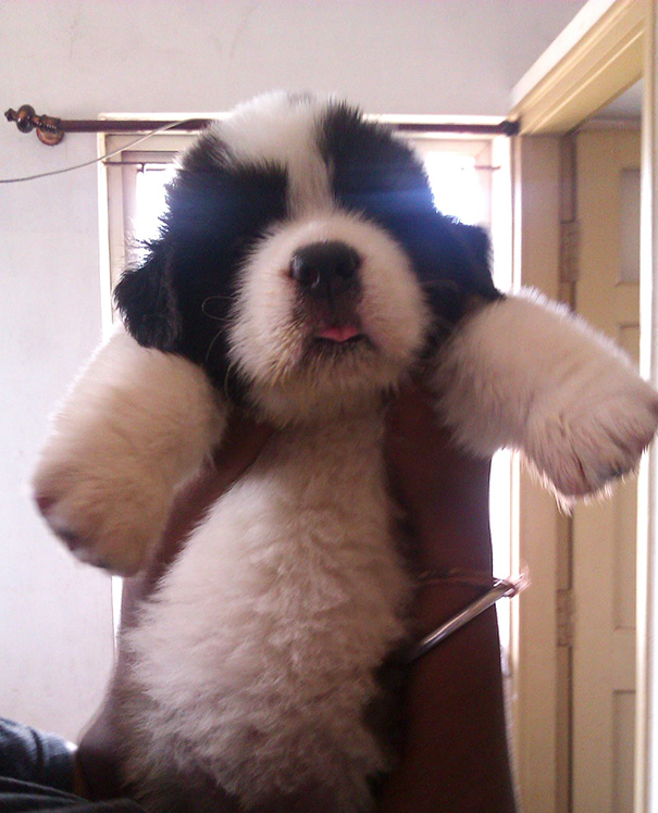 St. Bernard Puppy, Anyone?