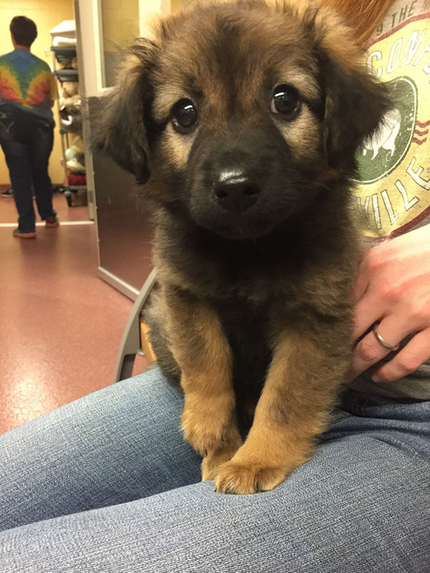 Baby German Shepherd For The Win