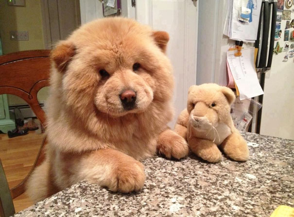 Chow Chow Puppy